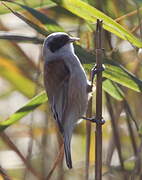 Eurasian Penduline Tit