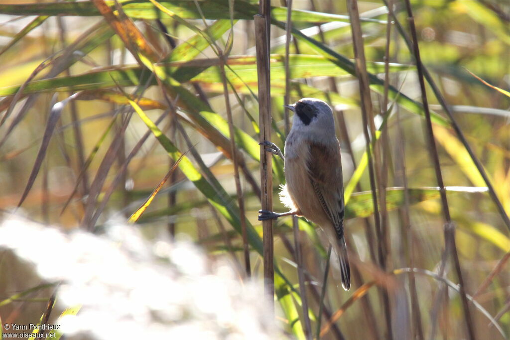 Rémiz penduline