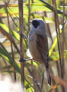 Eurasian Penduline Tit