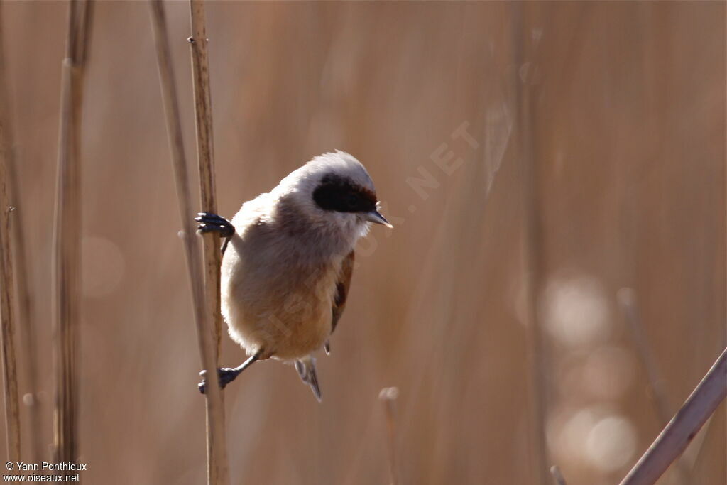 Eurasian Penduline Tit