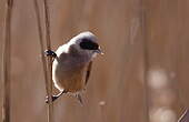 Rémiz penduline