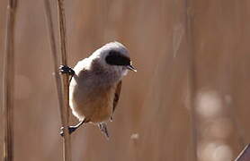 Eurasian Penduline Tit