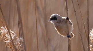 Eurasian Penduline Tit