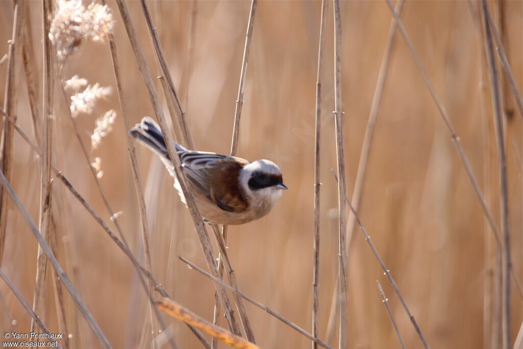 Rémiz penduline