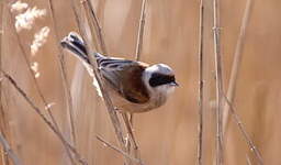 Rémiz penduline