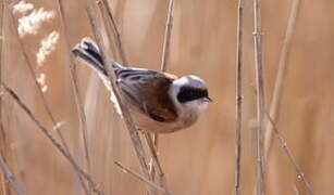 Eurasian Penduline Tit