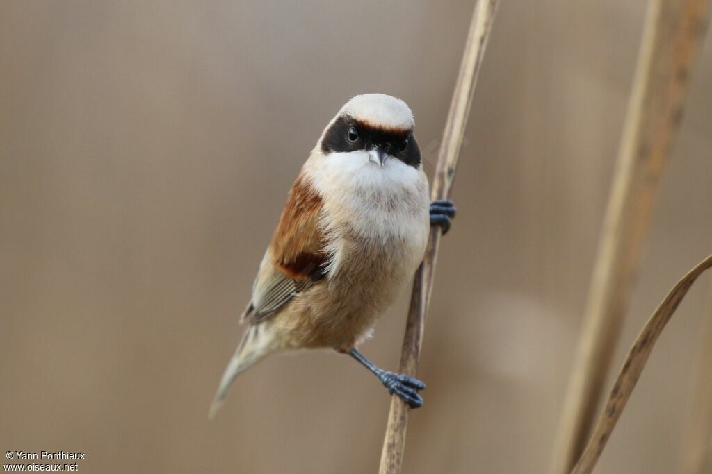 Eurasian Penduline Tit