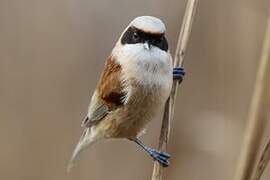 Eurasian Penduline Tit