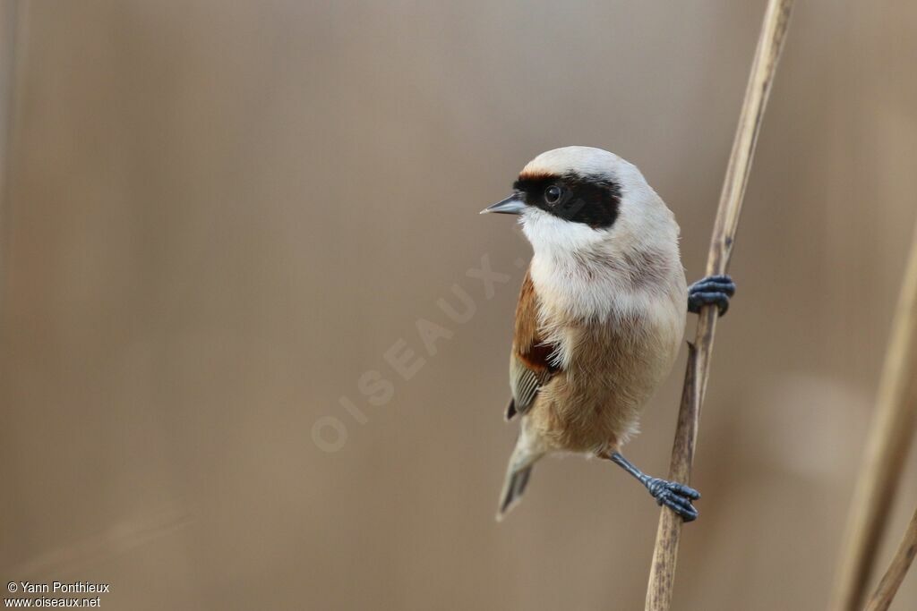 Eurasian Penduline Tit