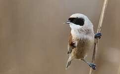 Rémiz penduline