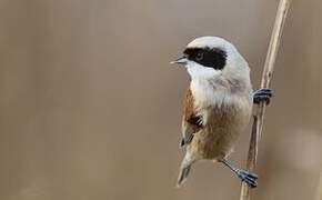 Eurasian Penduline Tit