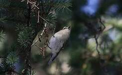 Roitelet à couronne dorée