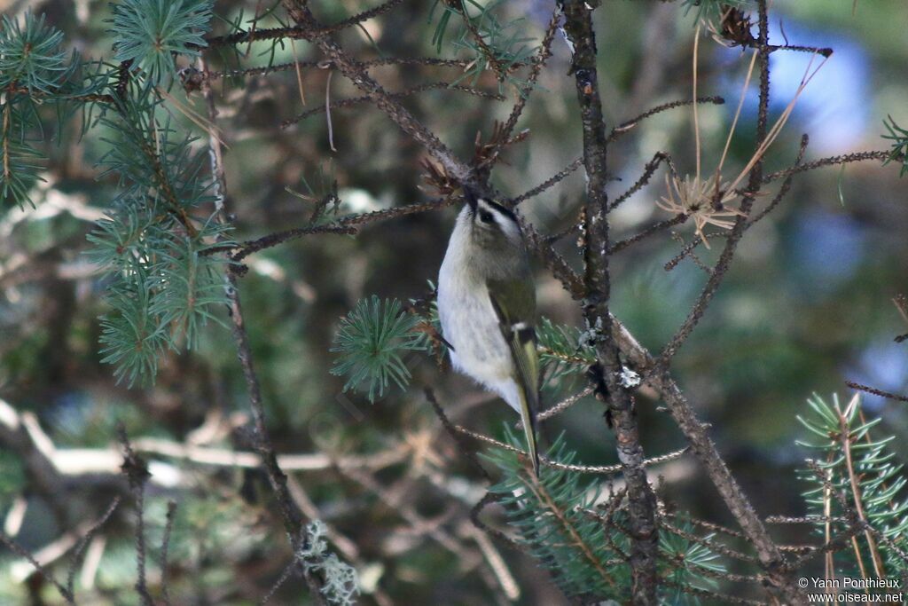 Golden-crowned Kinglet