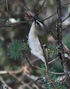 Golden-crowned Kinglet