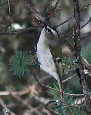 Roitelet à couronne dorée