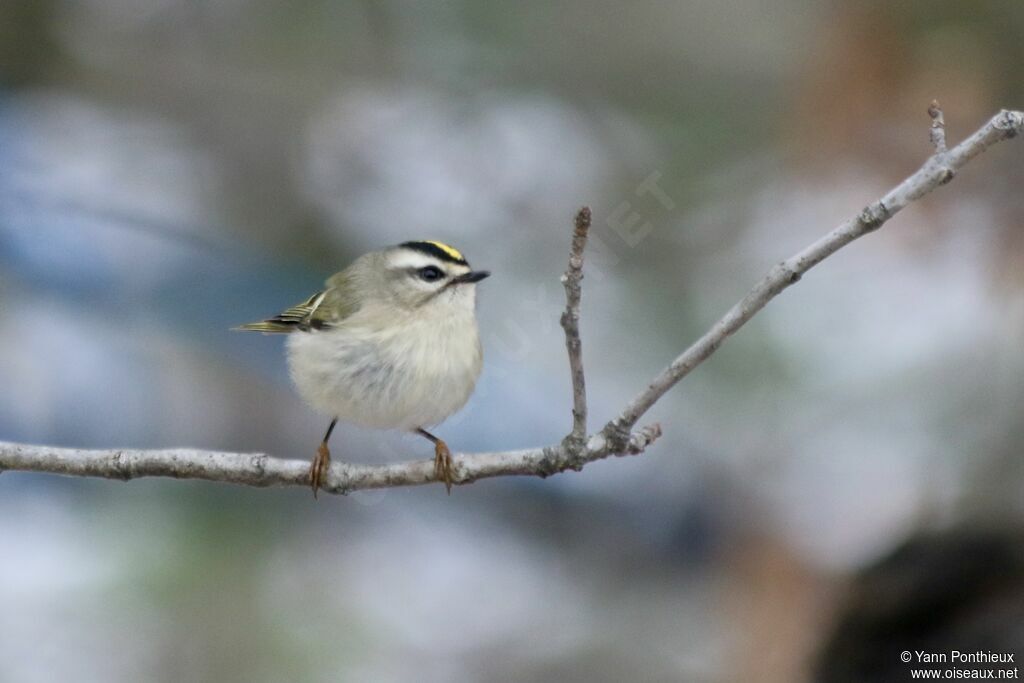 Roitelet à couronne dorée