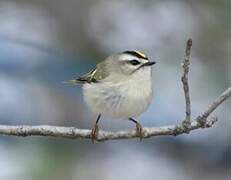 Golden-crowned Kinglet