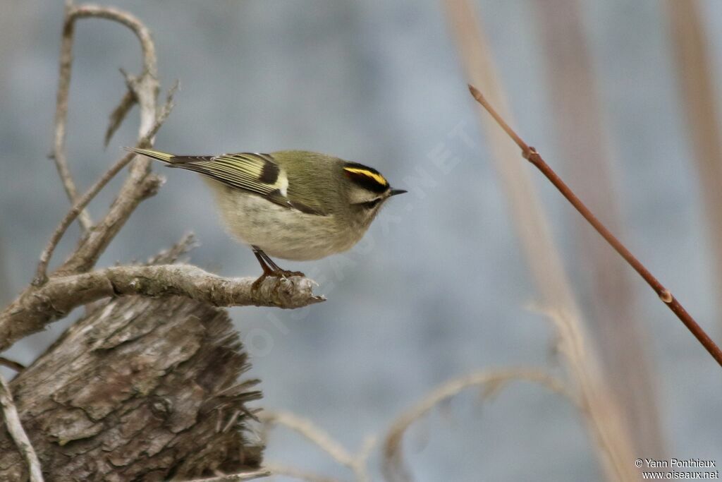 Roitelet à couronne dorée