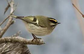 Golden-crowned Kinglet