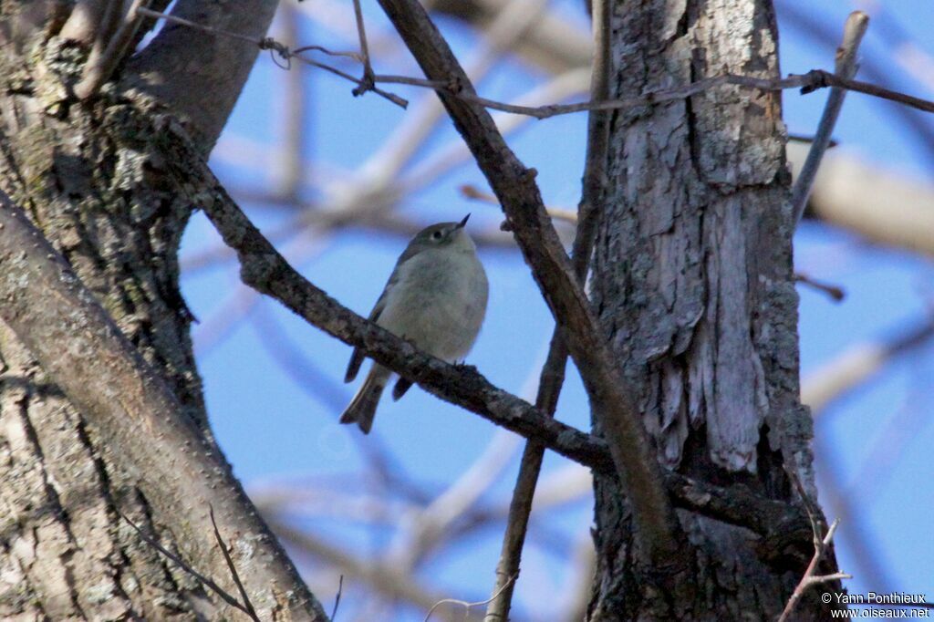 Ruby-crowned Kinglet