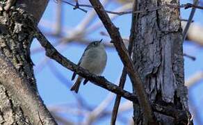 Ruby-crowned Kinglet