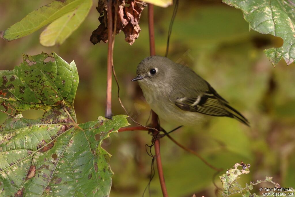 Ruby-crowned Kinglet