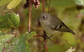 Ruby-crowned Kinglet