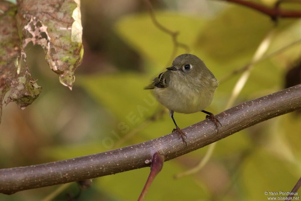 Roitelet à couronne rubis