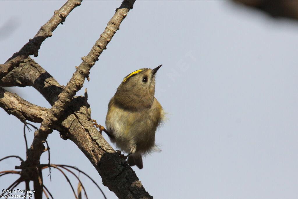 Goldcrest