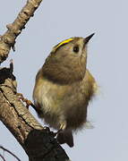 Goldcrest