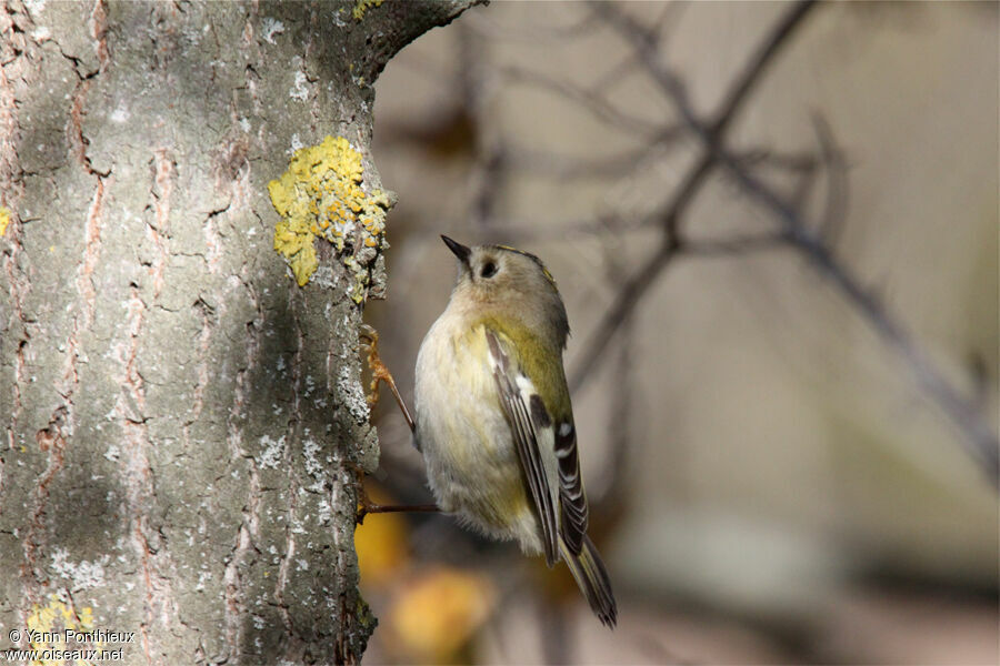 Goldcrest