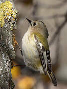 Goldcrest