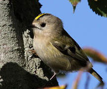 Goldcrest