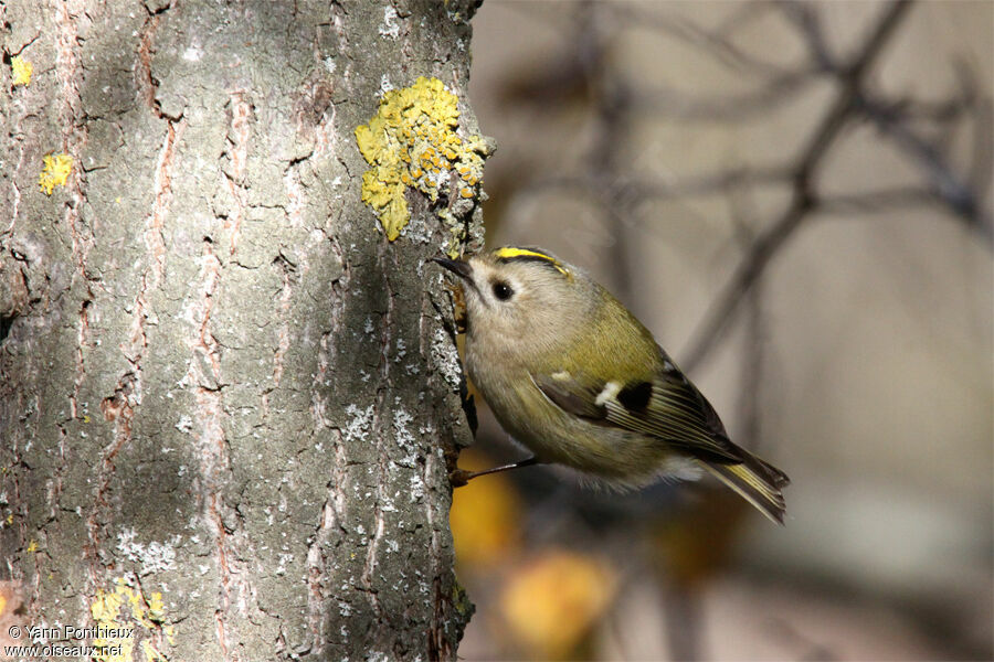 Goldcrest