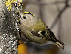 Goldcrest