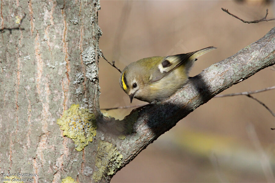 Goldcrest