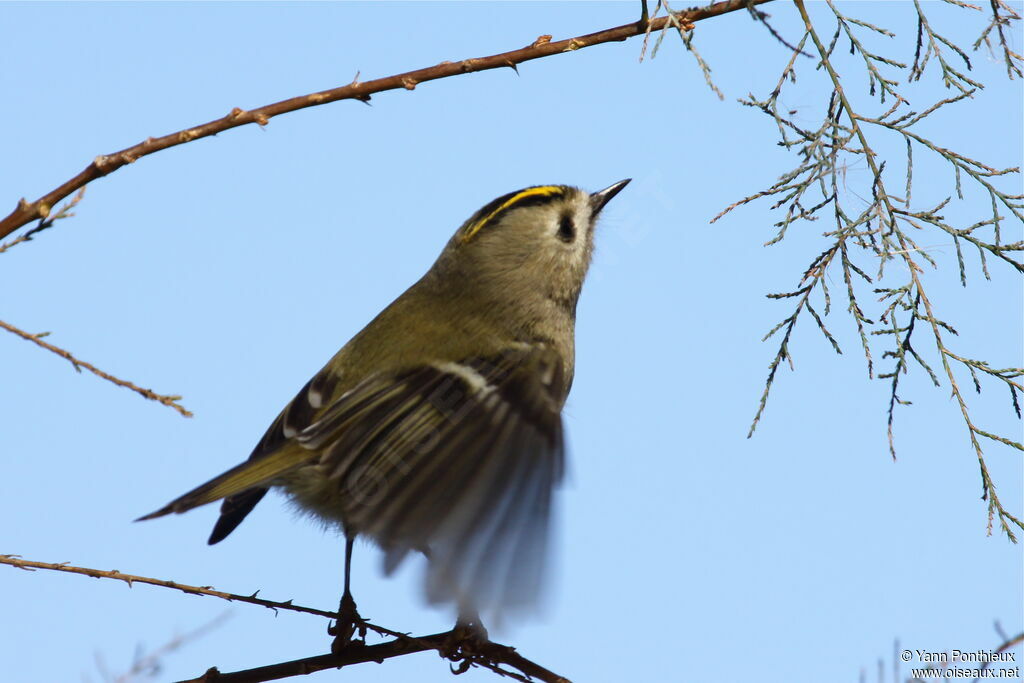 Goldcrest