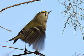 Goldcrest