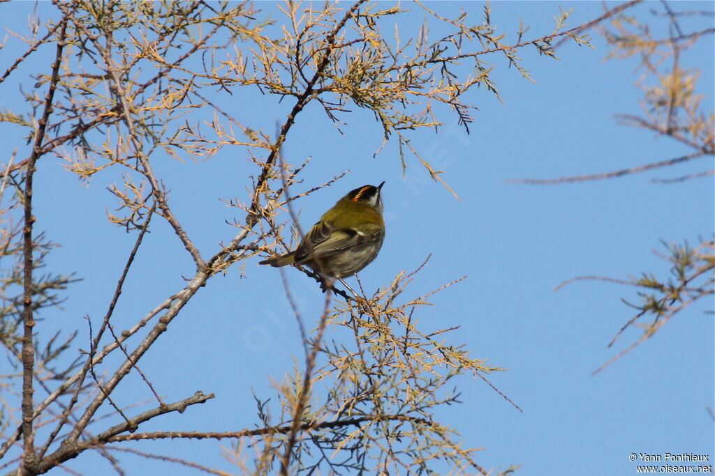 Common Firecrest