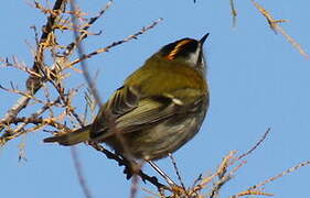 Common Firecrest