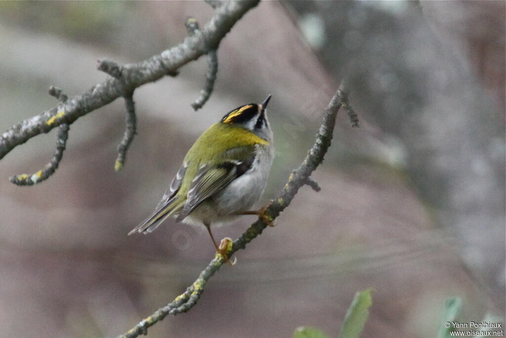 Common Firecrest