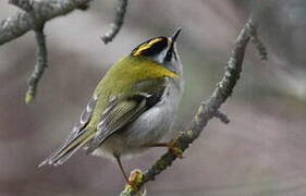 Common Firecrest