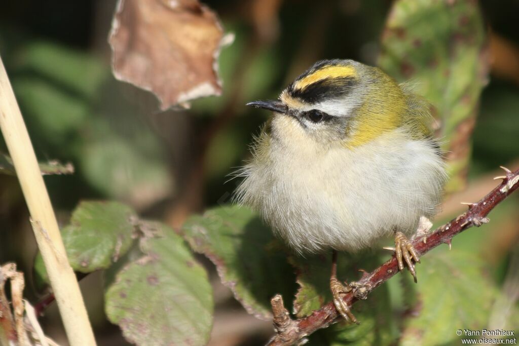 Common Firecrest