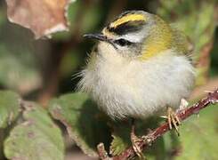 Common Firecrest