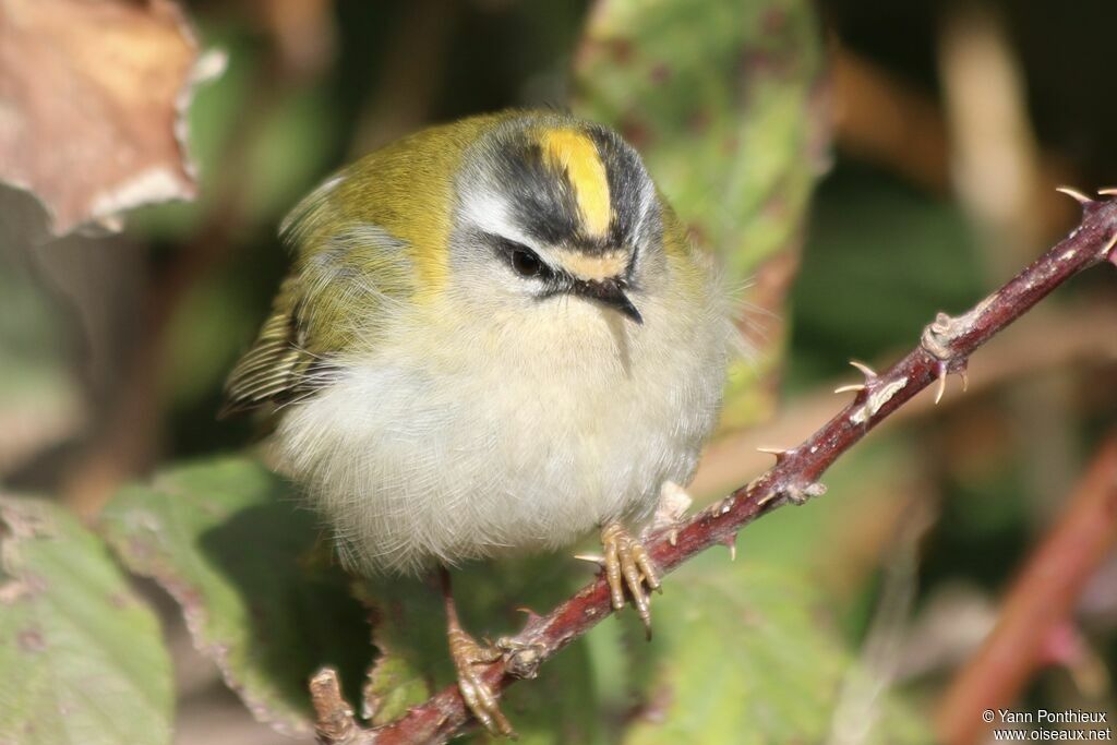 Common Firecrest