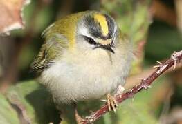 Common Firecrest