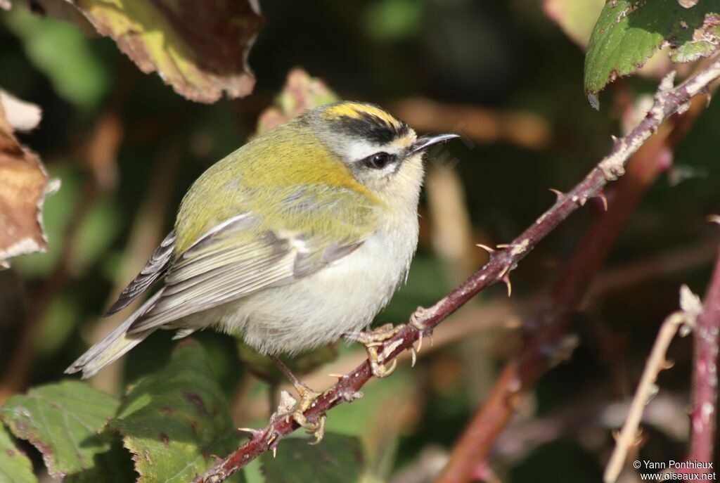 Common Firecrest