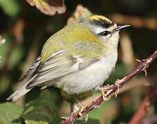 Common Firecrest