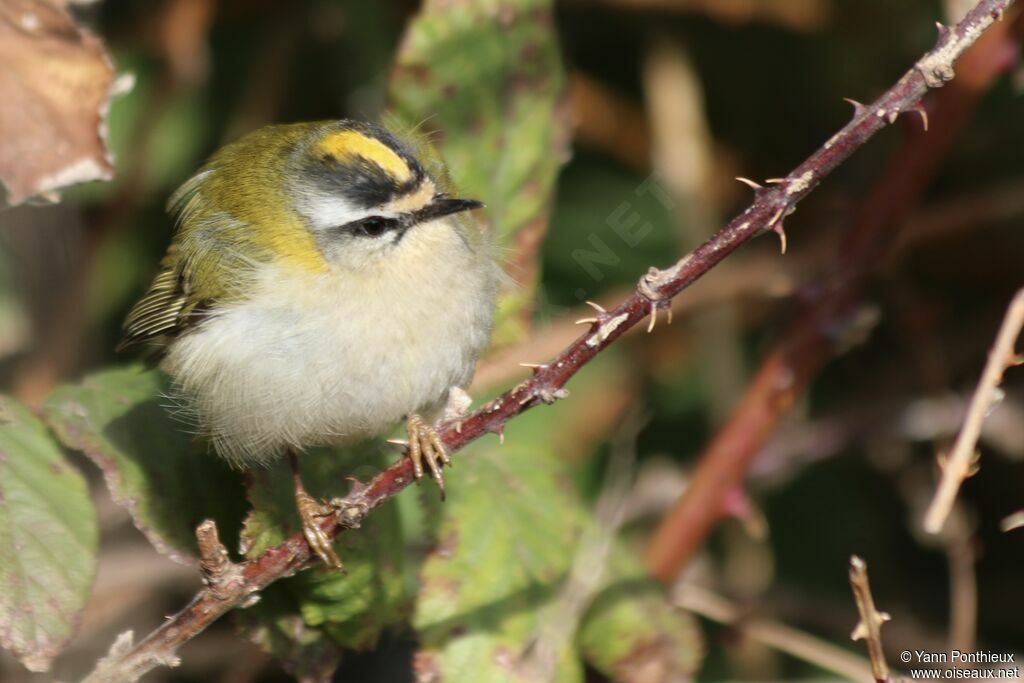 Common Firecrest