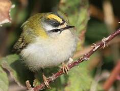 Common Firecrest